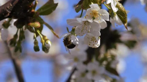 A bee pollinates a flower and flies away with the pollen. Cherry blossoms in Stock Footage 309415681
