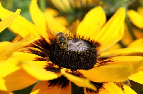 A bee pollinates a flower. A bee on a yellow flower. Stock Photos