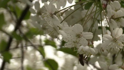 Bee pollinates flower. Blooming cherry. White flowers. A Vidéo 153955149