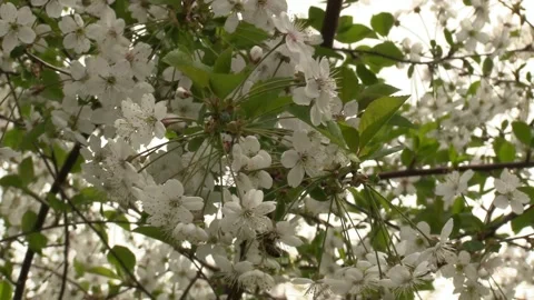Bee pollinates flower. Blooming cherry. White flowers. B Video stock 153955150