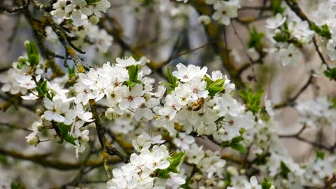A bee pollinates a flower on a blossoming plum tree. 스톡 동영상 191564945