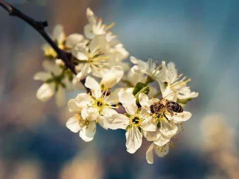 Bee pollinates a flower cherry closeup Stock-Fotos