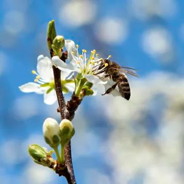 Bee pollinates a flower cherry closeup Stock Photos