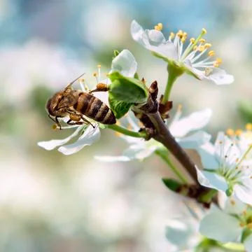 Bee pollinates a flower cherry closeup Stock-Fotos