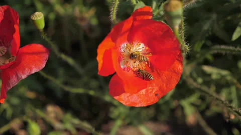 The bee pollinates a flower. Close-up. Slow motion Stock Footage 183000467