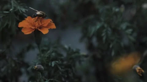A bee pollinates a flower in close-ups Stock Footage 55512682