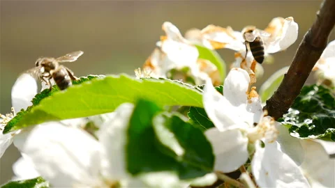 The bee pollinates the flower. Flowering cherry. Macro Stock Footage 87872638