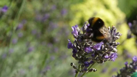Bee pollinates a flower Vidéo 55820118