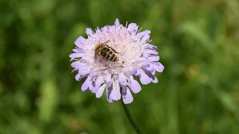 The bee pollinates the flower Stock Footage 77008275