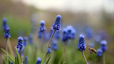 Bee pollinates flower Stock Footage 107424504