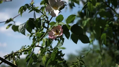 The bee pollinates the flower Stock Footage 111748764