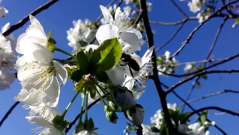 A bee pollinates a flower Stock Footage 125824851