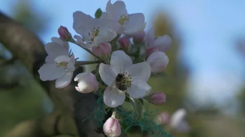Bee pollinates a flower Stock Footage 129957885