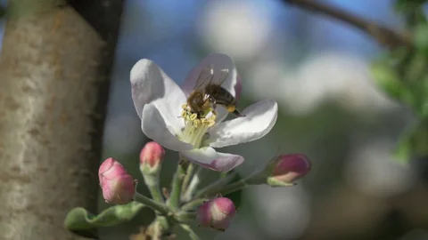 Bee pollinates a flower Stock Footage 129957910