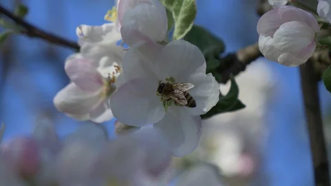 Bee pollinates a flower Stock Footage 129957925