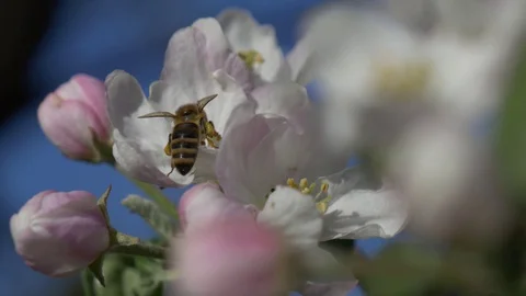 Bee pollinates a flower Stock Footage 129957929