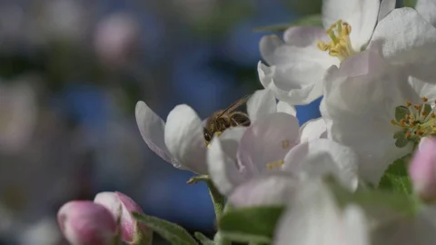 Bee pollinates a flower Stock Footage 129957931