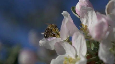 Bee pollinates a flower Stock Footage 129957949