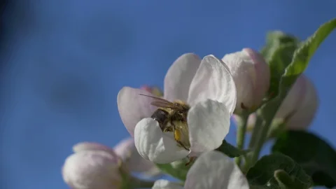 Bee pollinates a flower Stock Footage 129957958