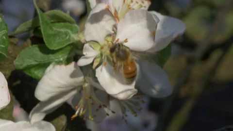 Bee pollinates a flower 스톡 동영상 129957972