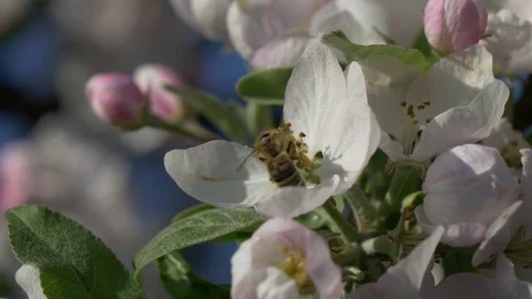 Bee pollinates a flower Stock Footage 129958004