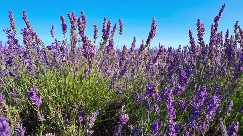 Bee pollinates a flower Stock Footage 137972186