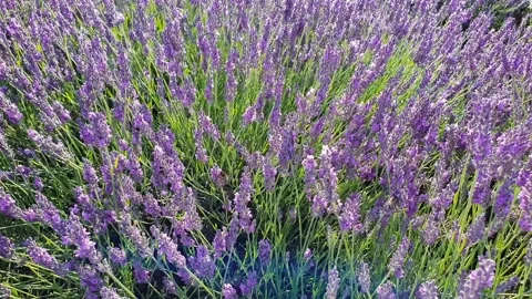 Bee pollinates a flower Stock Footage 137972206