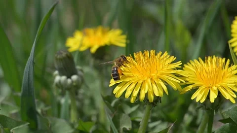 A bee pollinates a flower Video stock 240183638
