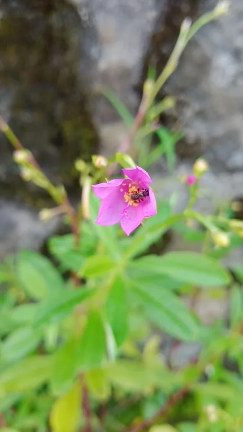 Bee pollinates a flower Stock Footage 264130352