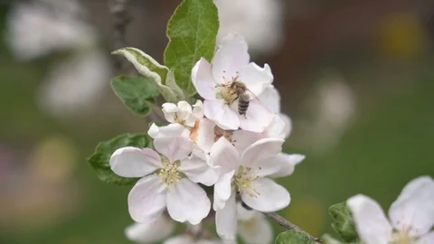 A bee pollinates a flower in fruit tree in fresh spring nature Stock Footage 108313399