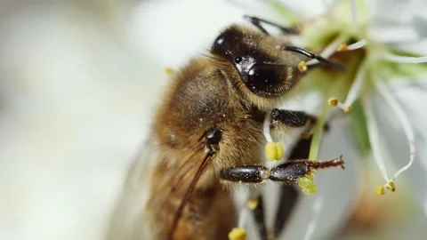 A bee pollinates a flower on a fruit tree, macro, side view Vídeos de archivo 237215288