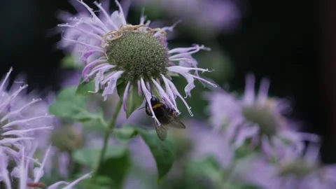 A bee pollinates a flower in the garden macro photography in summer Stock Footage 201686586