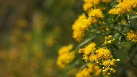 Bee Pollinates Flower, Honeybee Pollen Animal Nature 動画素材 102398733