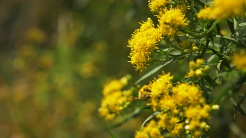 Bee pollinates flower honeybee pollen animal nature Stock Footage 237508701