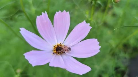 Bee pollinates a flower with large petals against a background of green grass 動画素材 280383041