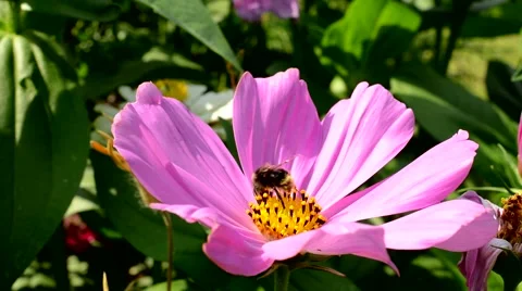 A bee pollinates a flower meadow Stock-Footage 59188709