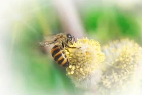 Bee pollinates a flower plant in spring on a sunny day. Stock Photos