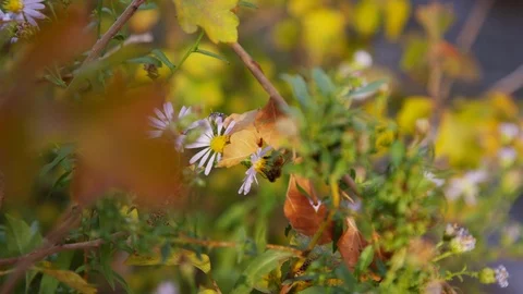 Bee pollinates a flower with Provo River flowing in background Stock Footage 93484443