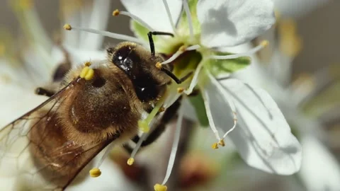 A bee pollinates a flower on a spring fruit tree, close-up, side view Vídeos de archivo 237215407