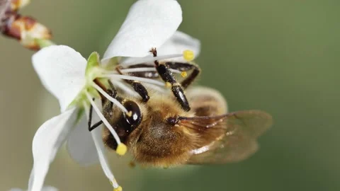 A bee pollinates a flower on a spring fruit tree, close-up, front view Vídeos de archivo 237215477