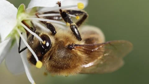 A bee pollinates a flower on a spring fruit tree, macro, front view Vídeos de archivo 237215478