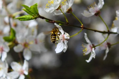 Bee pollinates a flower in spring 写真素材