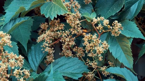 Bee pollinates a flower in summer Stock Footage 125873818