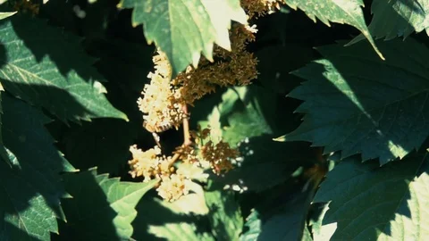 Bee pollinates a flower in summer Stock Footage 125873993