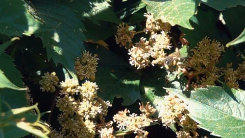 Bee pollinates a flower in summer Stock Footage 125874155