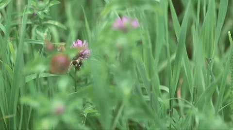 A bee pollinates a flower in the summertime Stock Footage 57402736