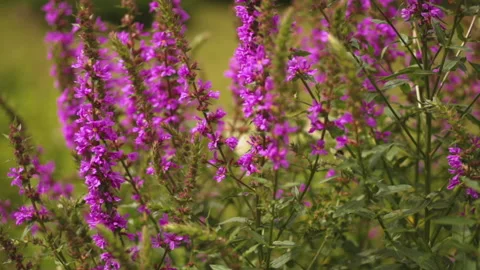 The bee pollinates the flower of the willow - leaved herbaceous Stock Footage 167467605
