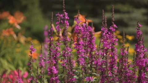 The bee pollinates the flower of the willow - leaved herbaceous Stock Footage 167467766