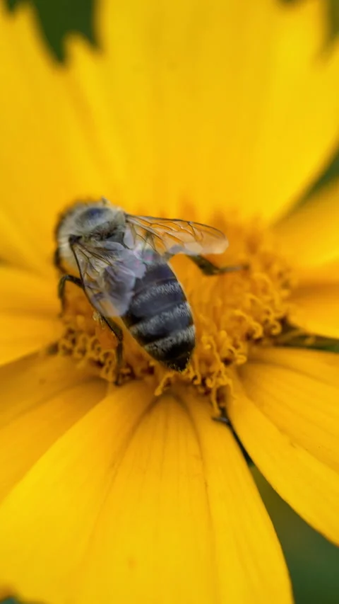 Bee pollinates a flower yellow daisy. Stock Footage 293304174