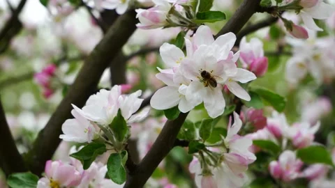A bee pollinates a flowering apple tree. Video stock 154204057